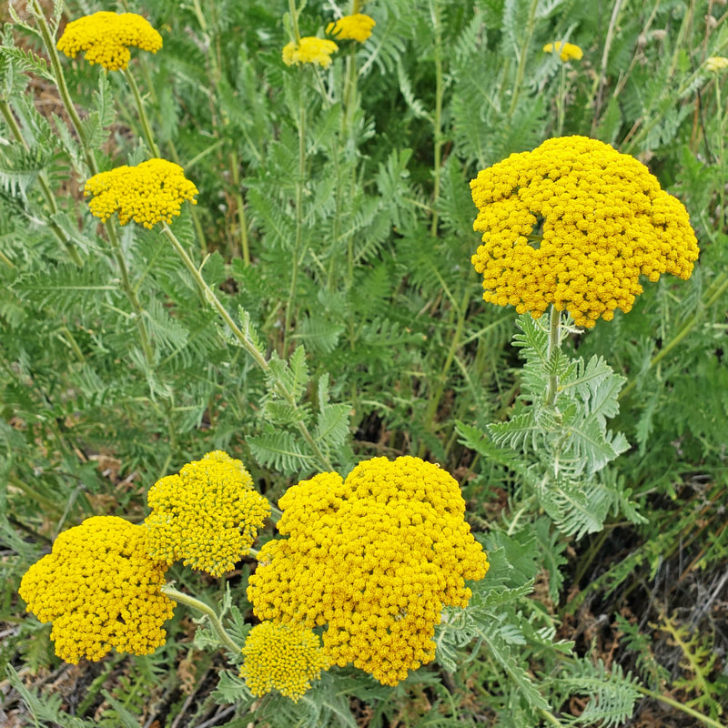 Yellow Flowers - ALPINE NATURE CENTER